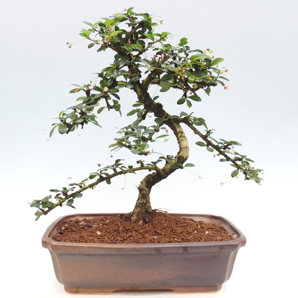 Szobai bonsai - Carmona macrophylla - Tea fuki