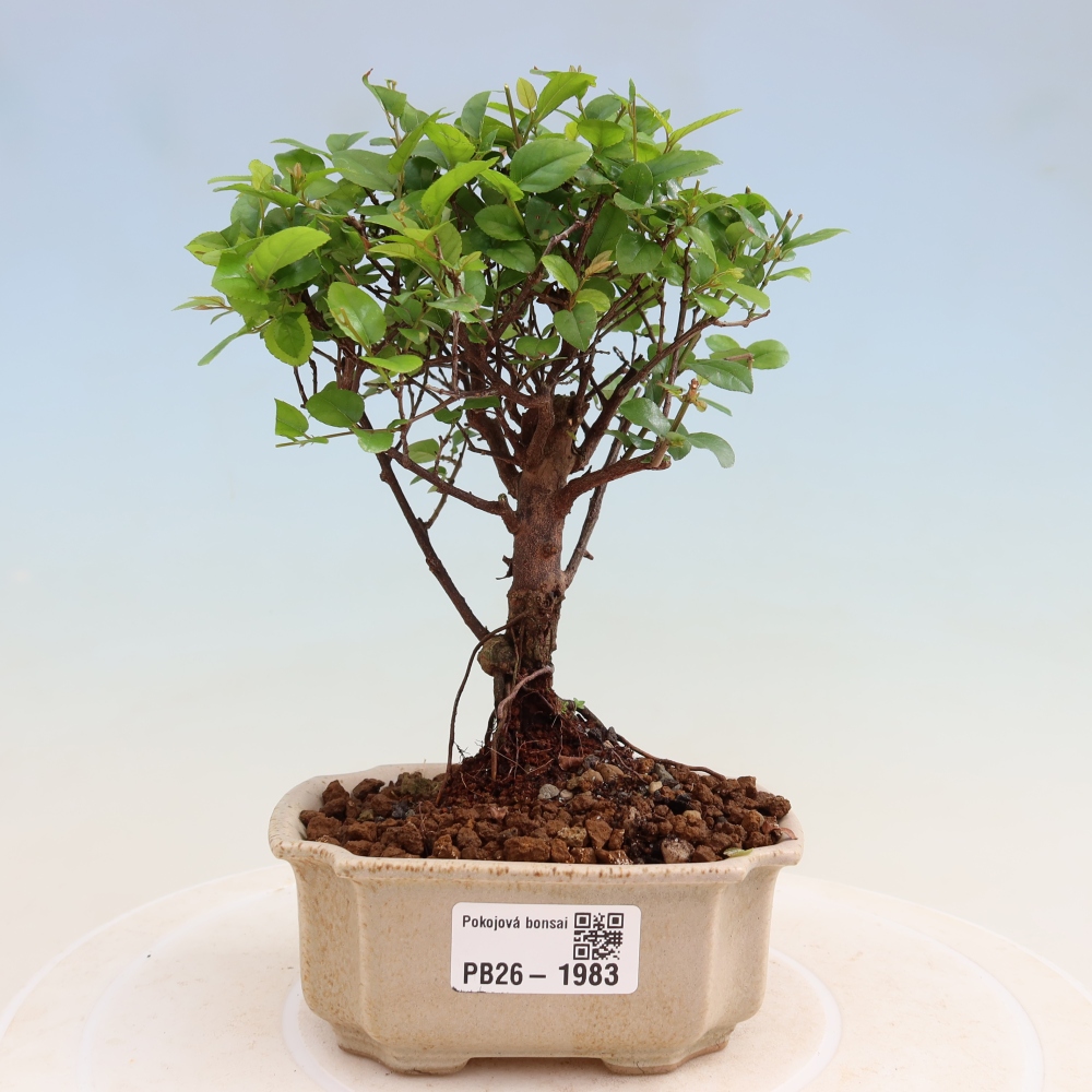 Szobai bonsai - Sageretia thea - Sageretia thea