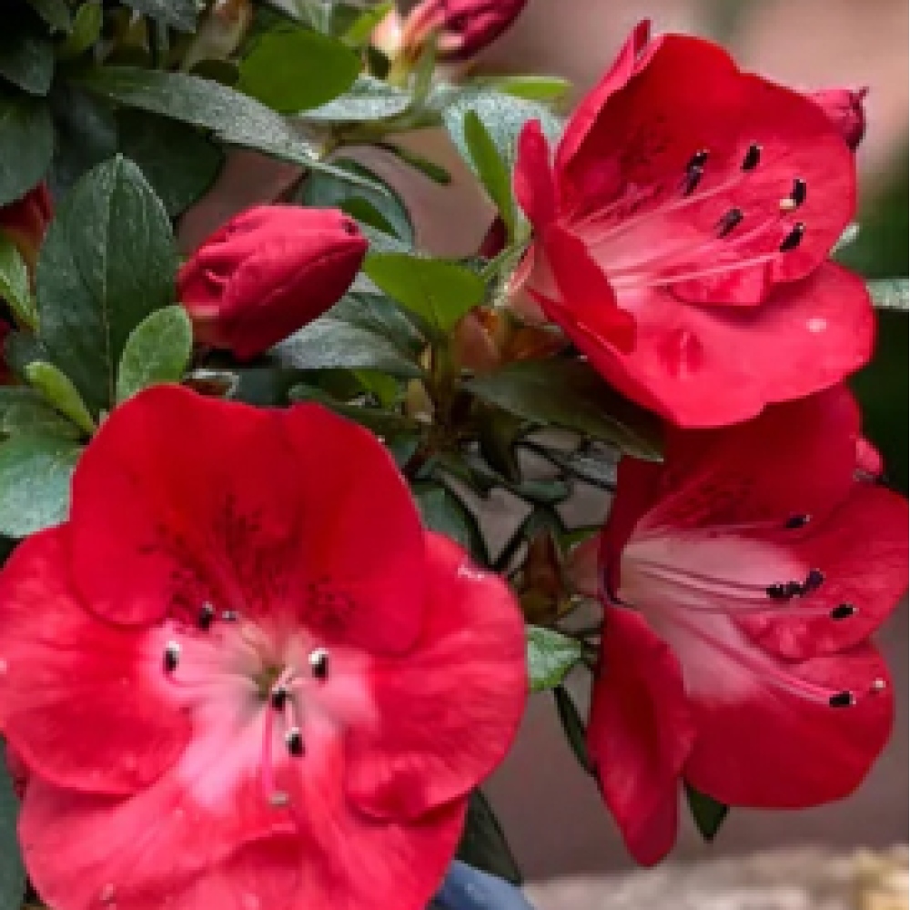 Kültéri bonsai - Japán azálea - Azalea Benibeni