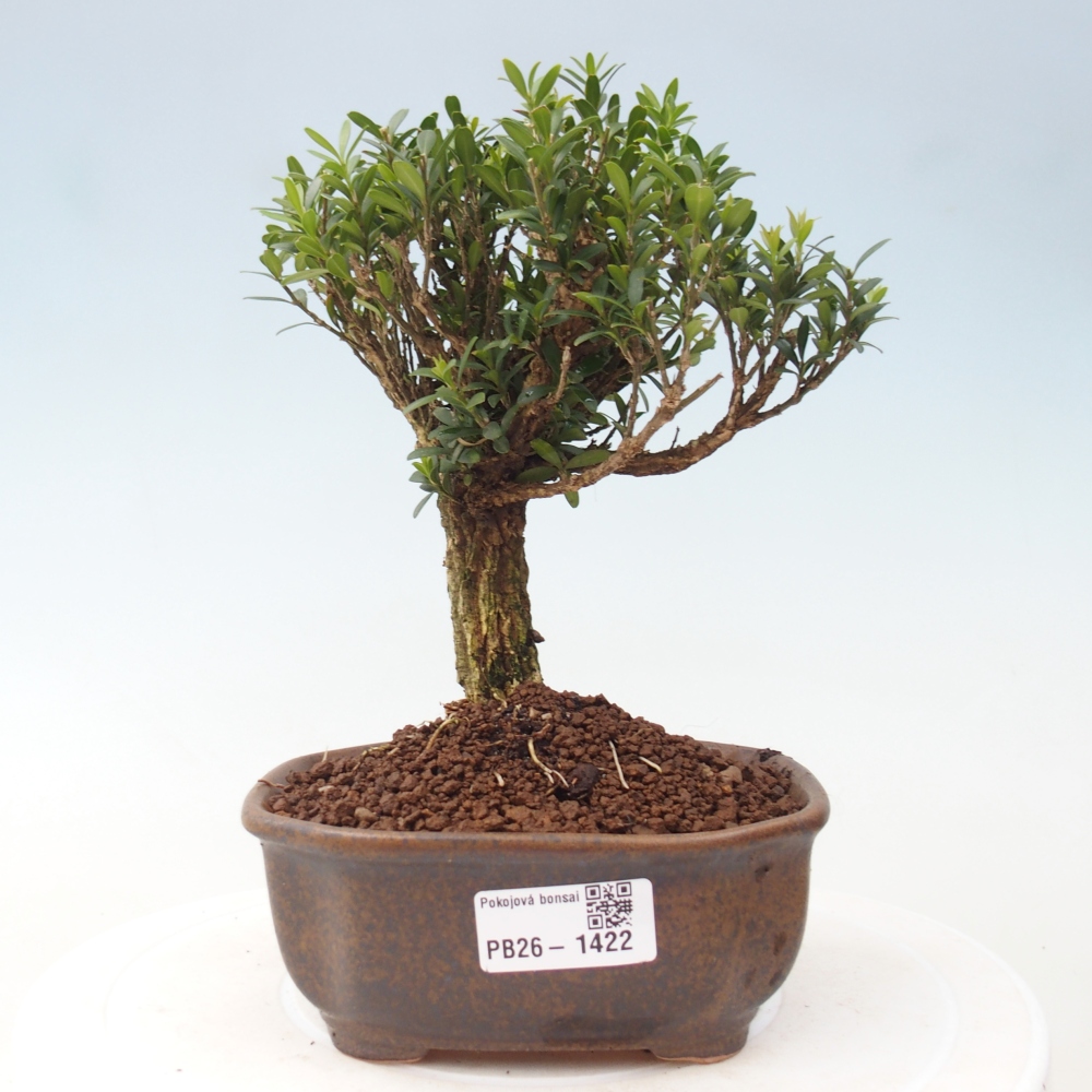 Szobai bonsai - Buxus harlandii - parafa buxus