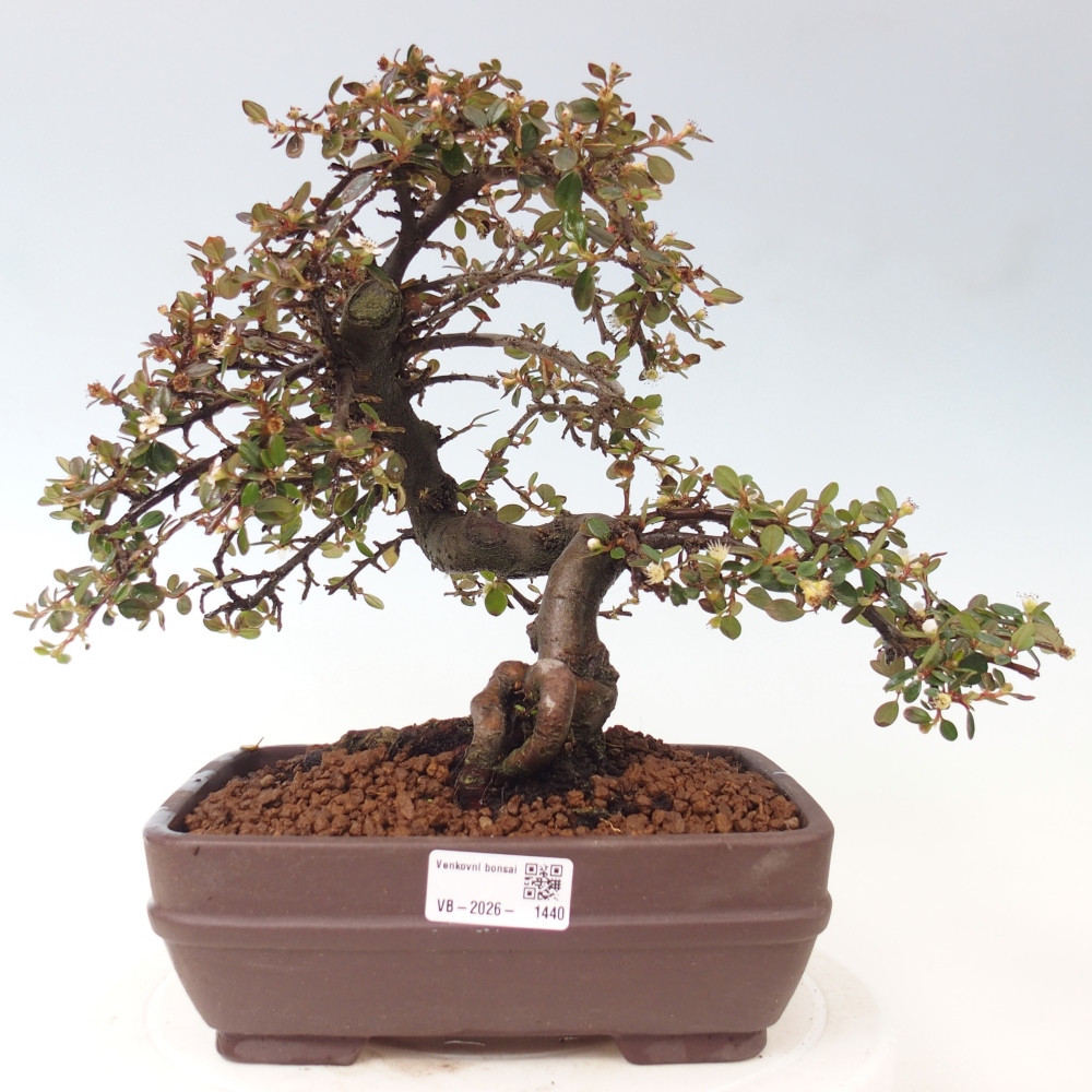 Kültéri bonsai-Cotoneaster dammeri - Damer's Rock