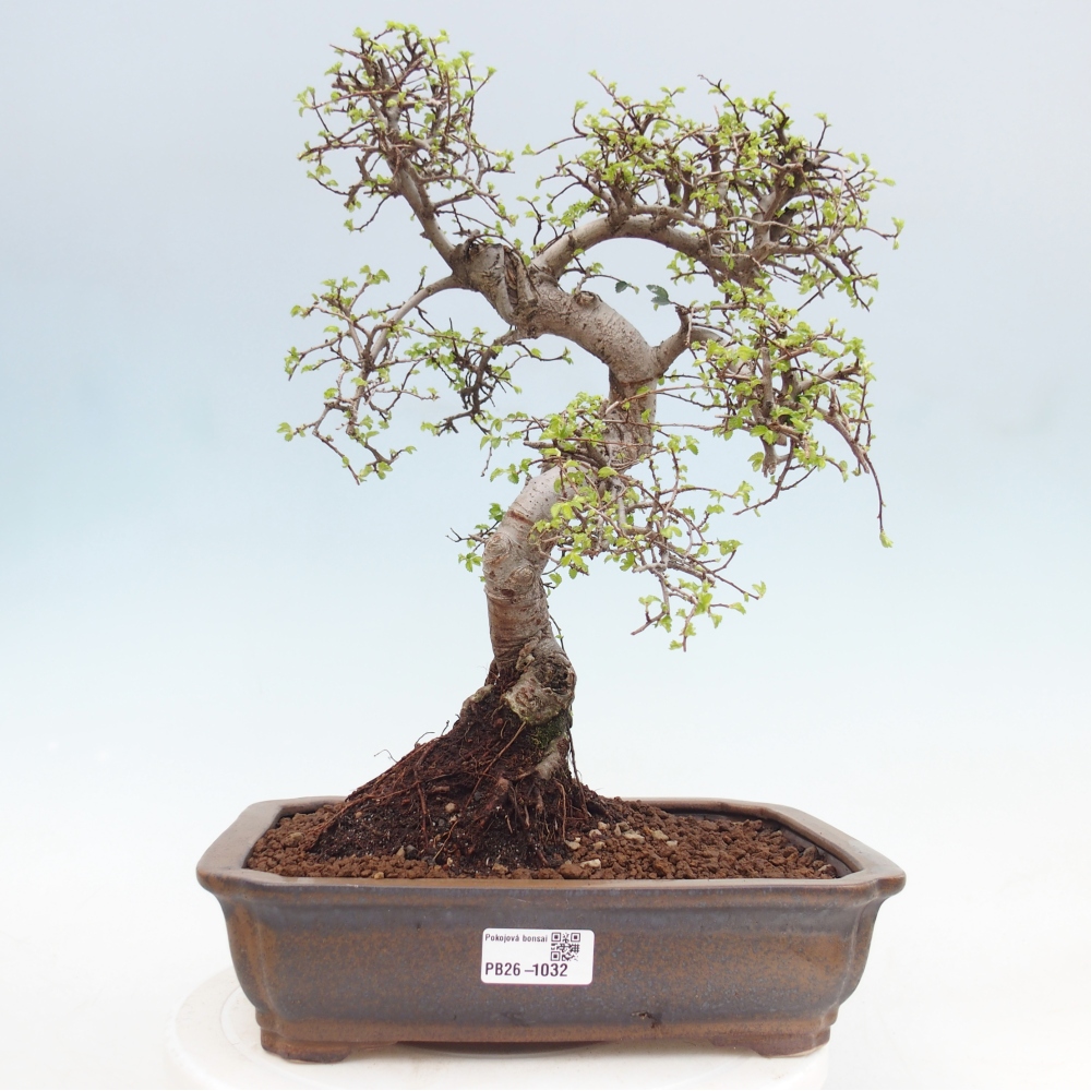 Szobai bonsai - Ulmus parvifolia - Kislevelű szilfa