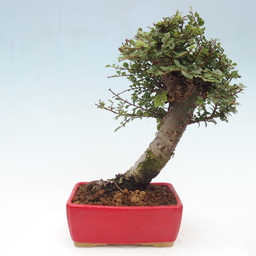 Kültéri bonsai - Ulmus parvifolia Hokkaido - Kínai szil - Ulmus parvifolia Hokkaido