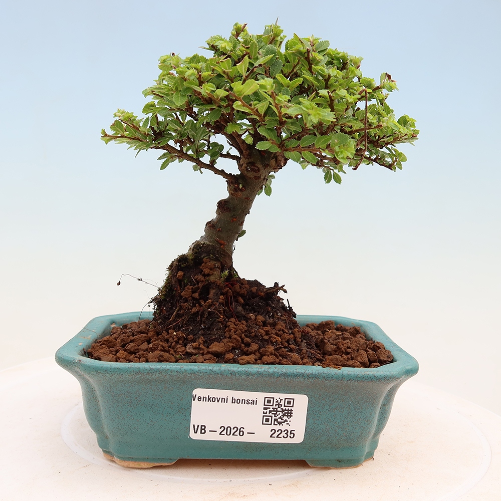 Kültéri bonsai - Ulmus parvifolia Sagei - Kislevelű szilfa