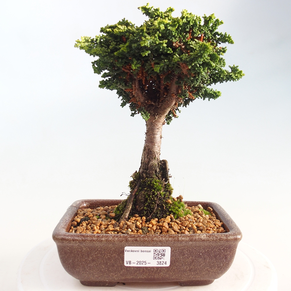 Kültéri bonsai - Cham. obtusa SEKKA HINOKI - Cifra ciprus