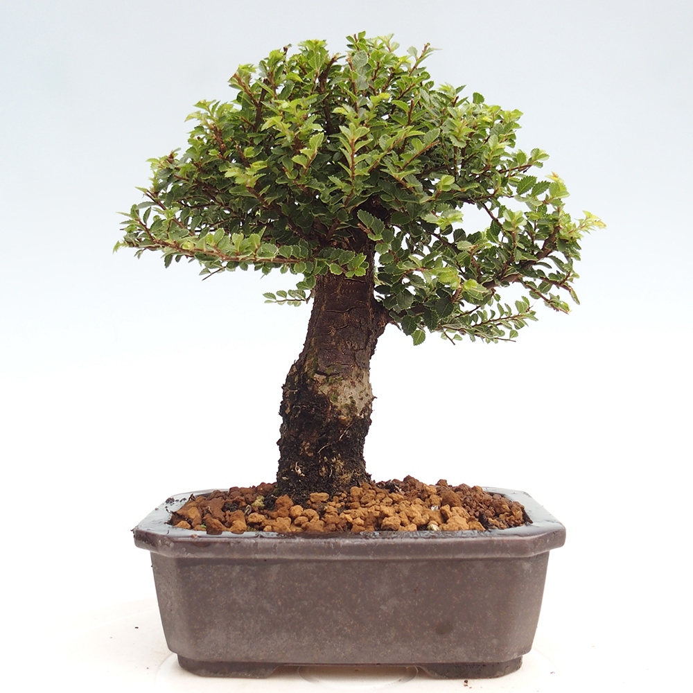 Kültéri bonsai - Ulmus parvifolia Hokkaido - Kínai szil - Ulmus parvifolia Hokkaido