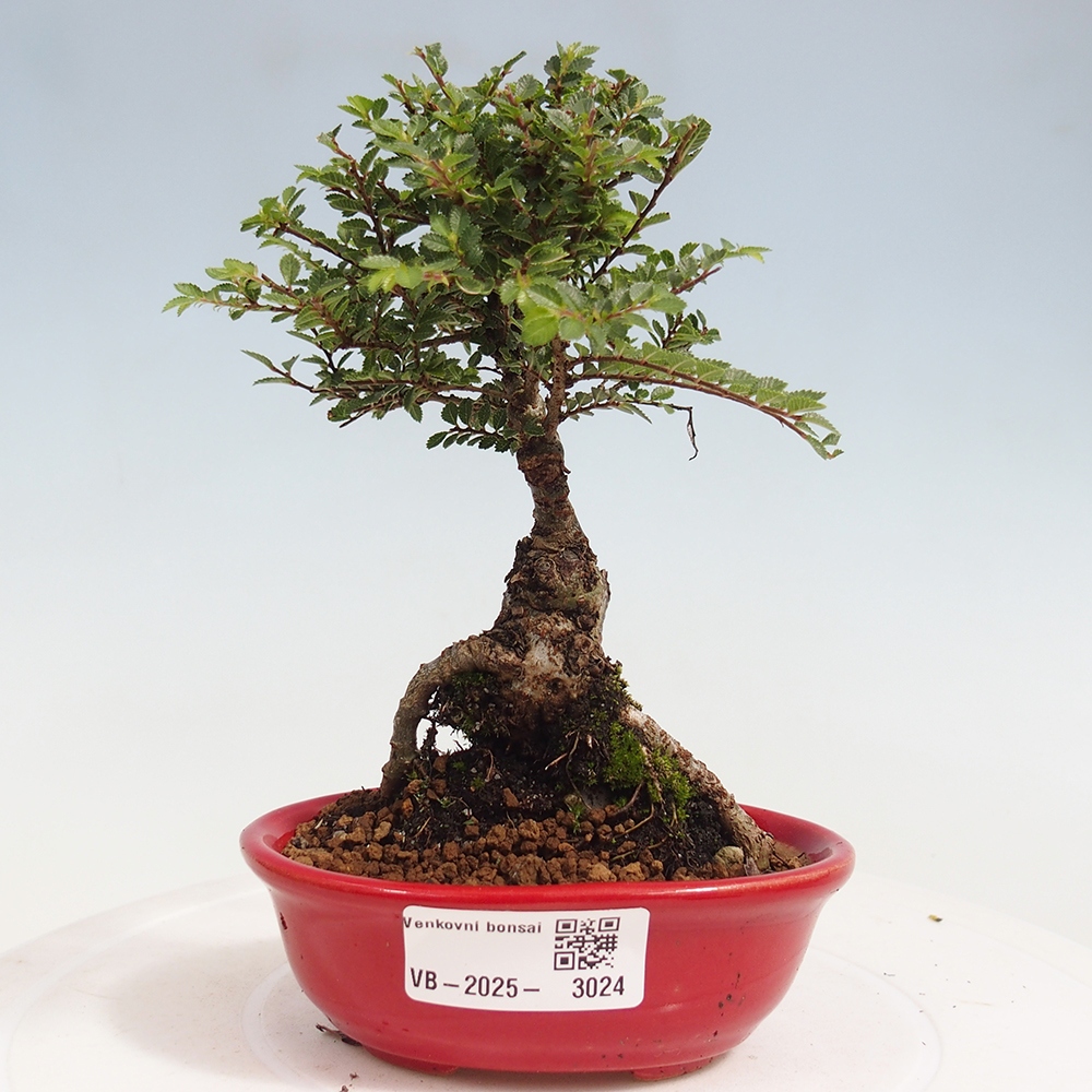 Kültéri bonsai - Ulmus parvifolia Sagei - Kislevelű szilfa