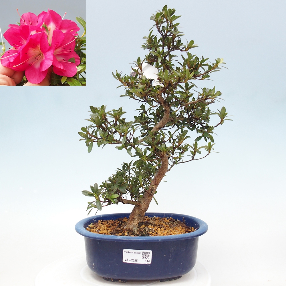Kültéri bonsai - Japán azálea - Azalea Reiko