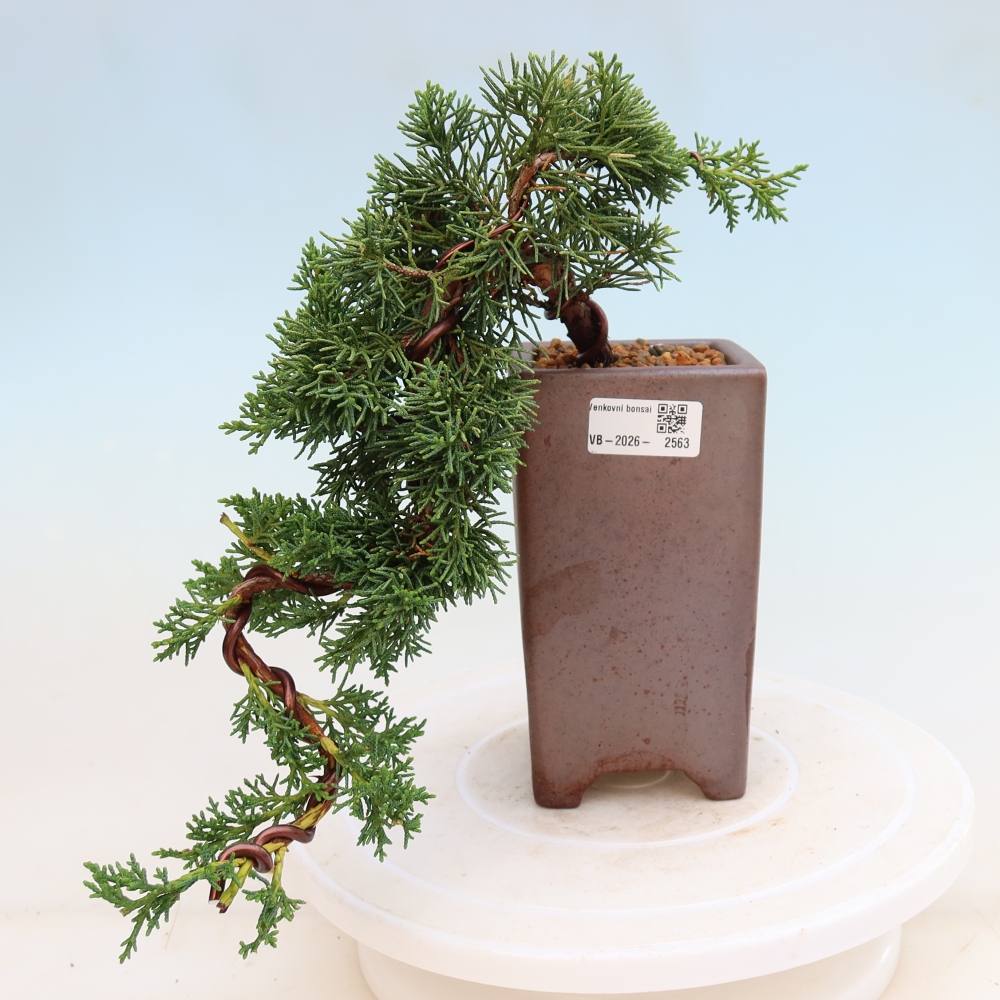 Kültéri bonsai - Juniperus chinensis Kishu