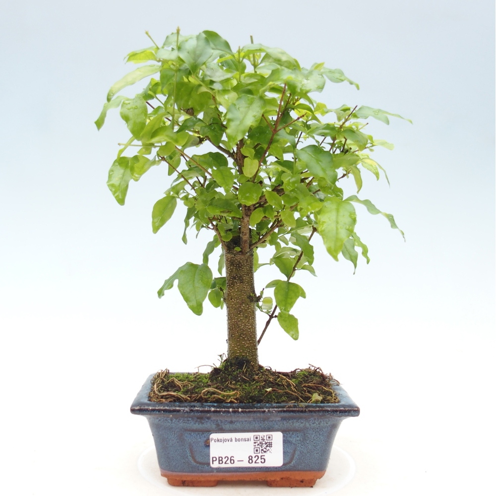 Szobai bonsai -Ligustrum chinensis - Madárcsőr
