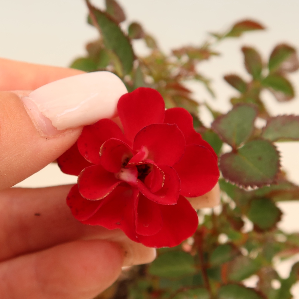Kültéri bonsai - Rosa Kordes - rózsa
