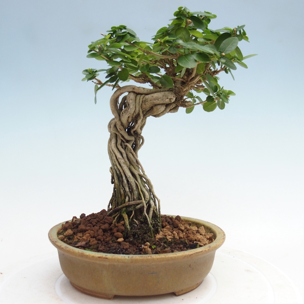 Beltéri bonsai - Premna serratifolia - Kozlovna malolista