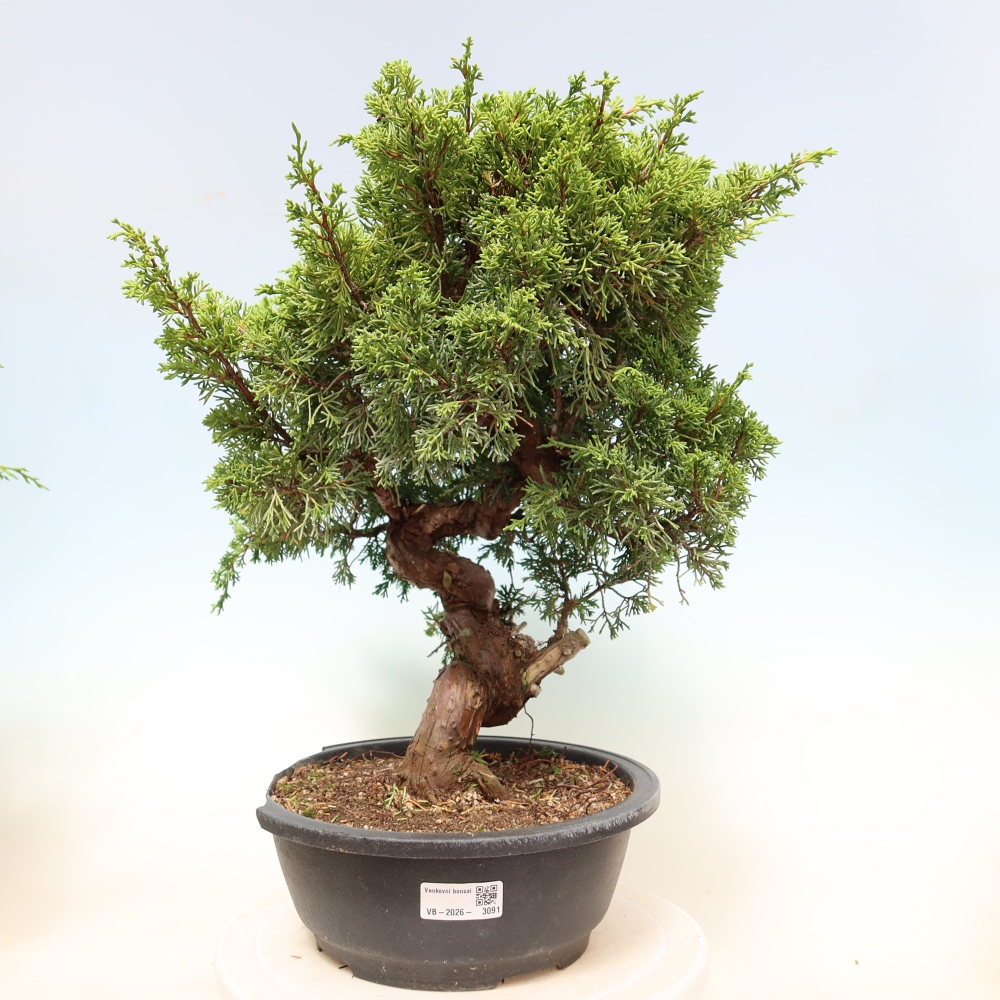 Kültéri bonsai - Juniperus chinensis Itoigawa-Juniperus chinensis