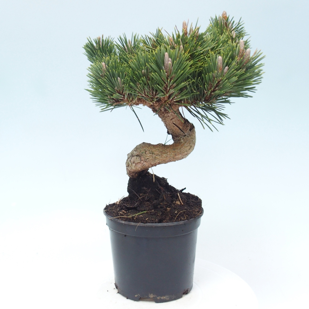 Kültéri bonsai - Pinus thunbergii senjyumaru - Thunberg fenyő