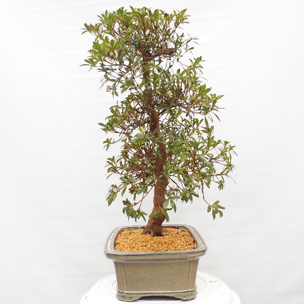 Kültéri bonsai - Japán azálea - Azalea Haruurara