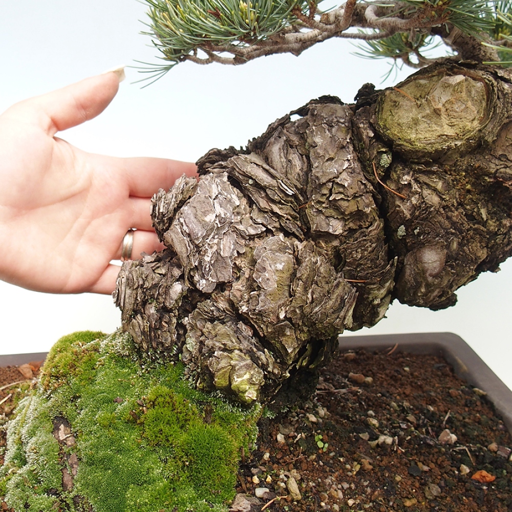 Kültéri bonsai - Pinus parviflora - Pinus parviflora