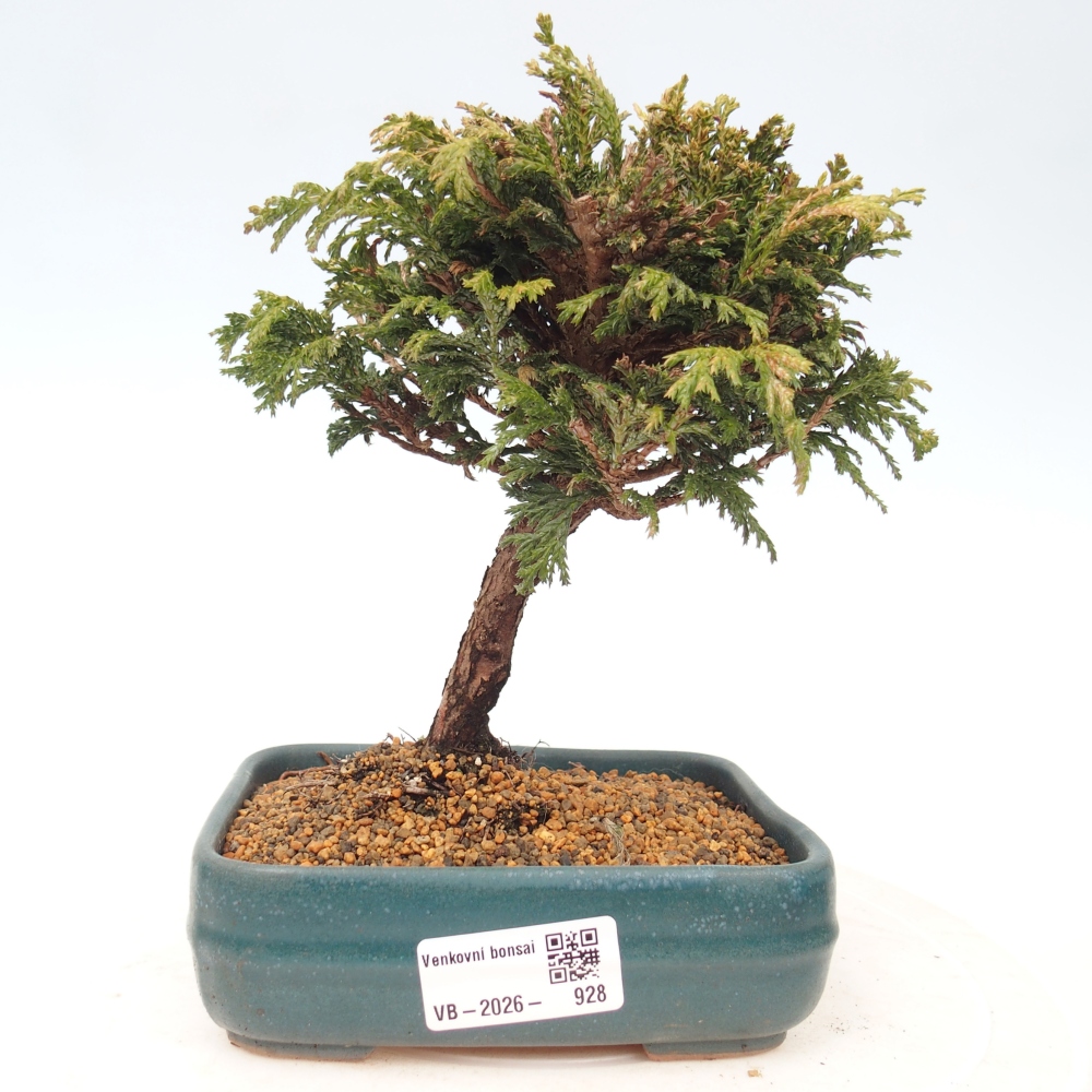 Kültéri bonsai - Cham.pis Parslori - ciprus