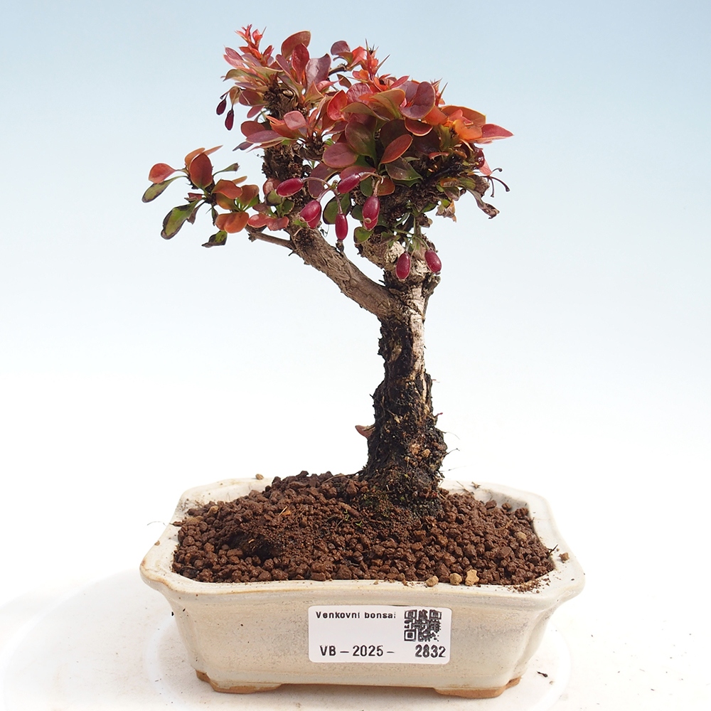 Kültéri bonsai - Berberis Thunbergii Bagatelle