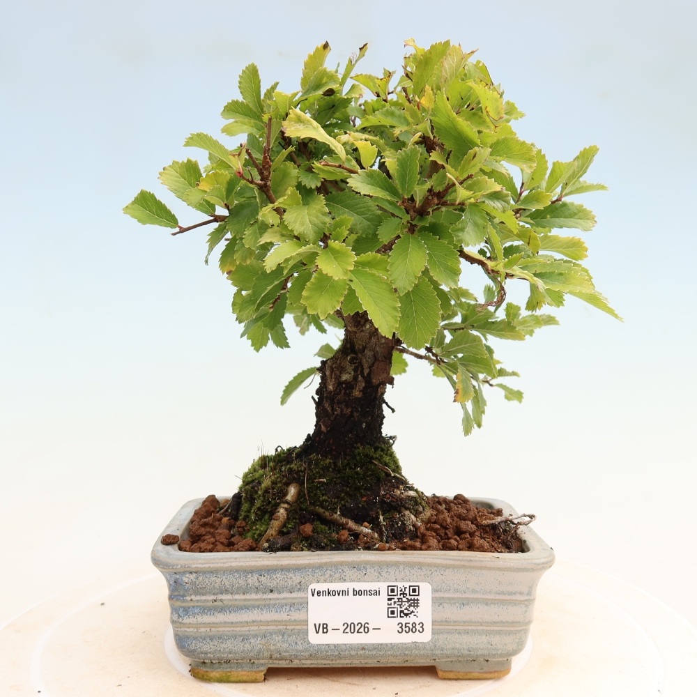 Kültéri bonsai - Zelkova - Zelkova NIRE