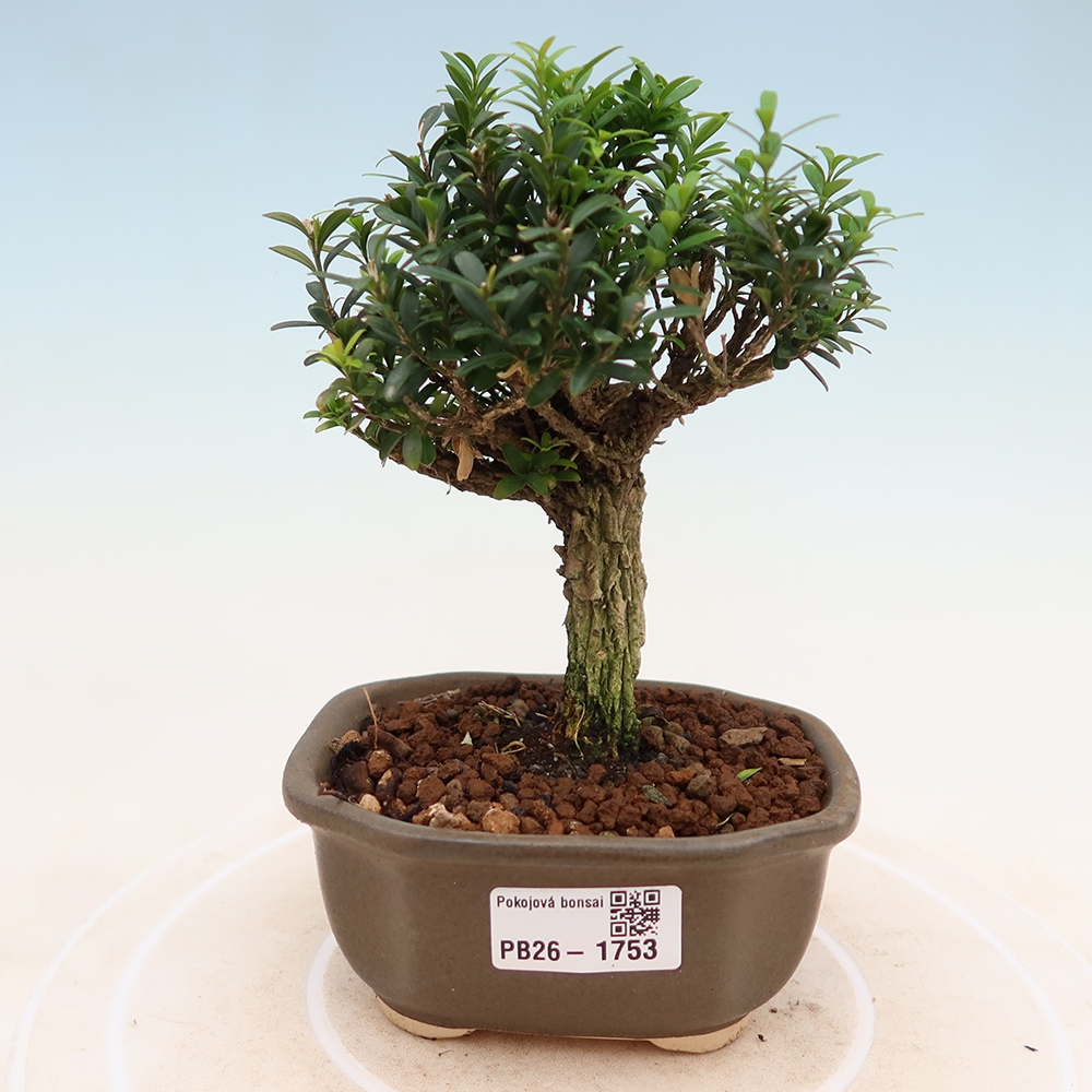 Szobai bonsai - Buxus harlandii - parafa buxus