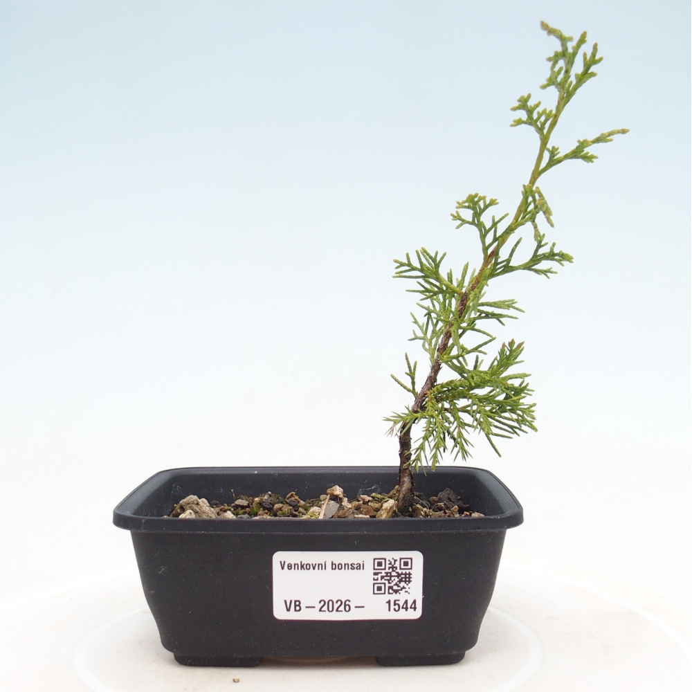 Kültéri bonsai - Juniperus chinensis Itoigawa