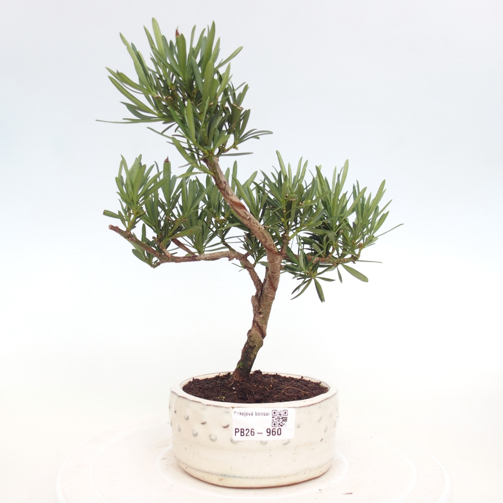 Szobai bonsai - Podocarpus - Kőtiszafa
