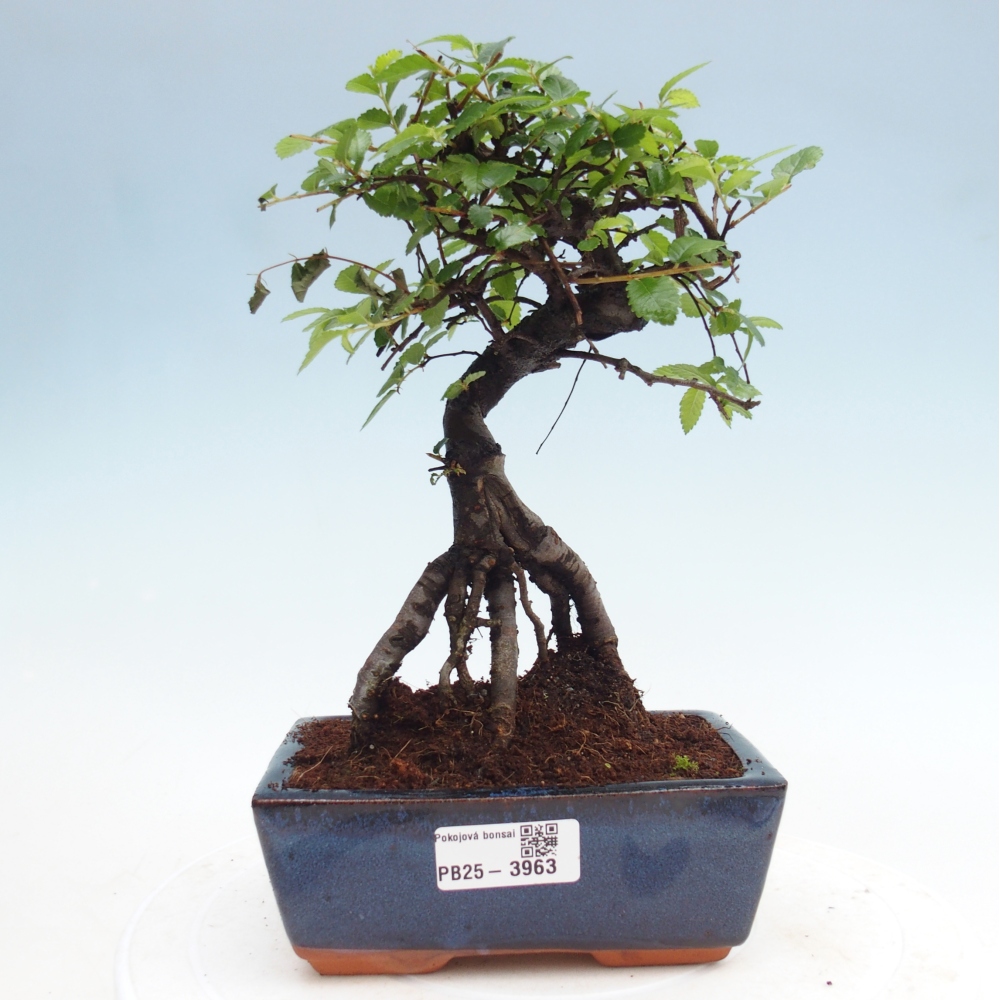 Szobai bonsai - Ulmus parvifolia - Kislevelű szilfa