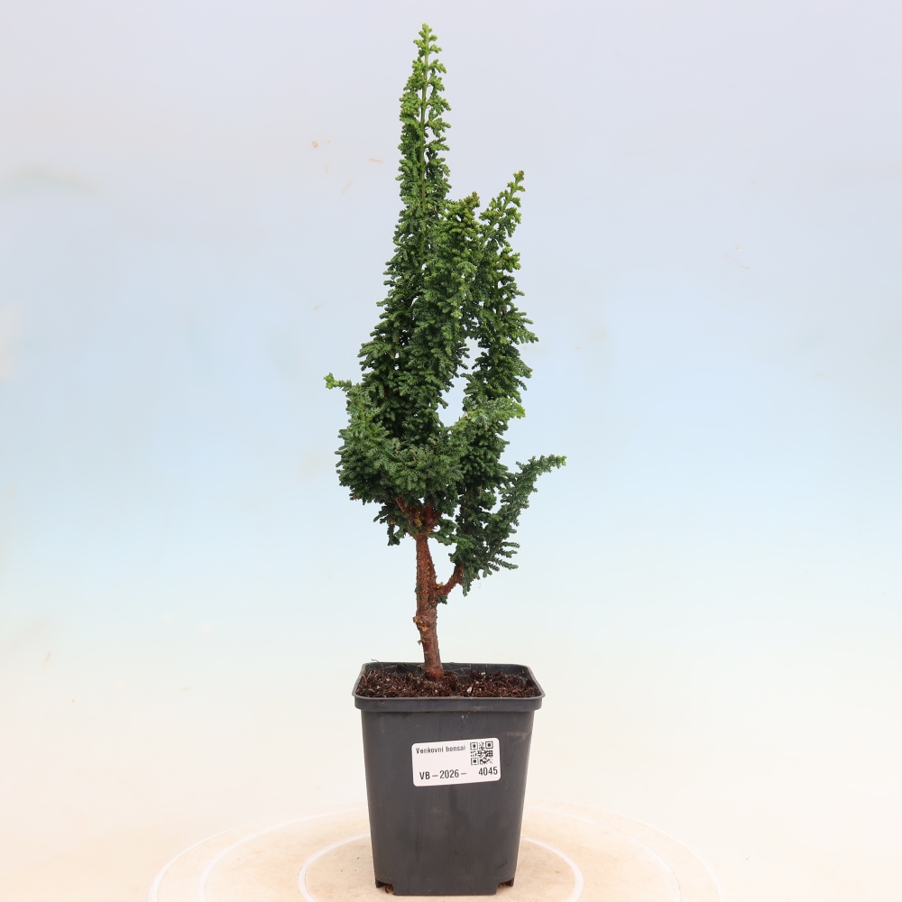 Kültéri bonsai - Cham. obtusa SEKKA HINOKI - Cifra ciprus