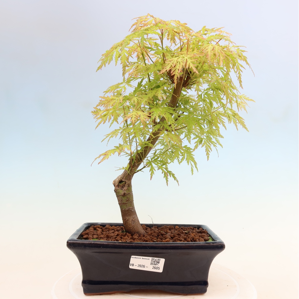 Kültéri bonsai - Acer palmatum Dissectum
