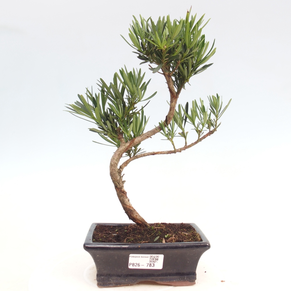Szobai bonsai - Podocarpus - Kőtiszafa