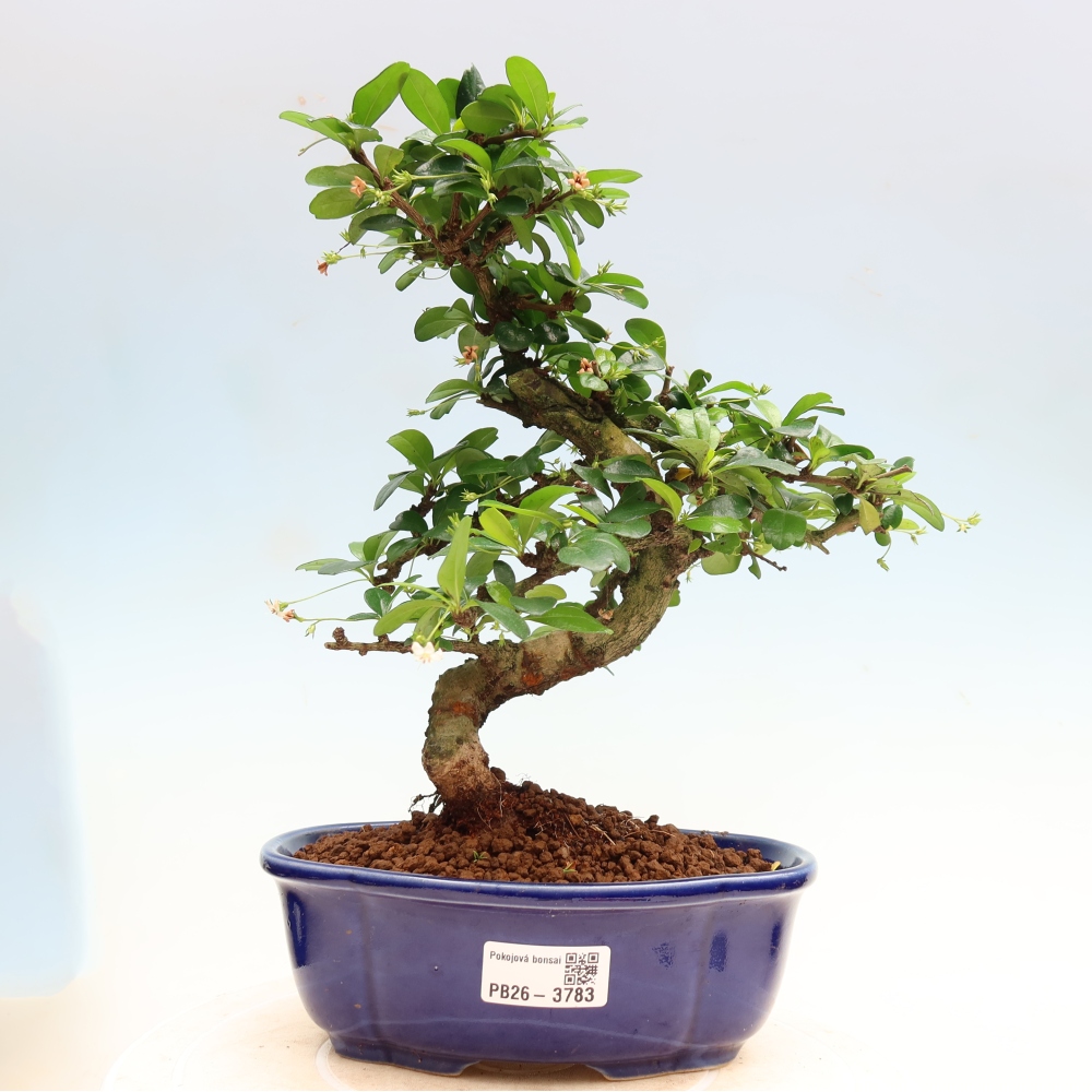 Szobai bonsai - Carmona macrophylla - Tea fuki