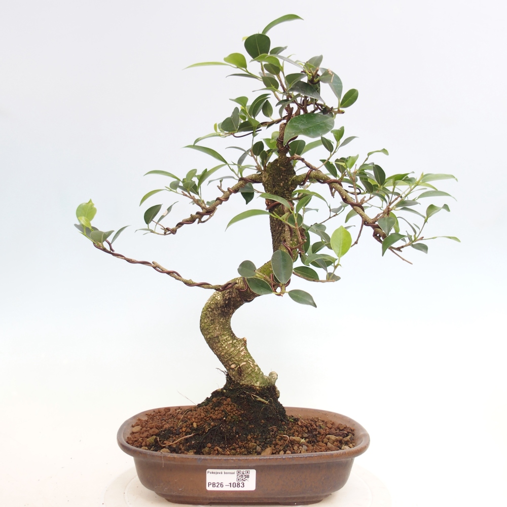 Szobai bonsai - Ficus retusa - kislevelű fikusz