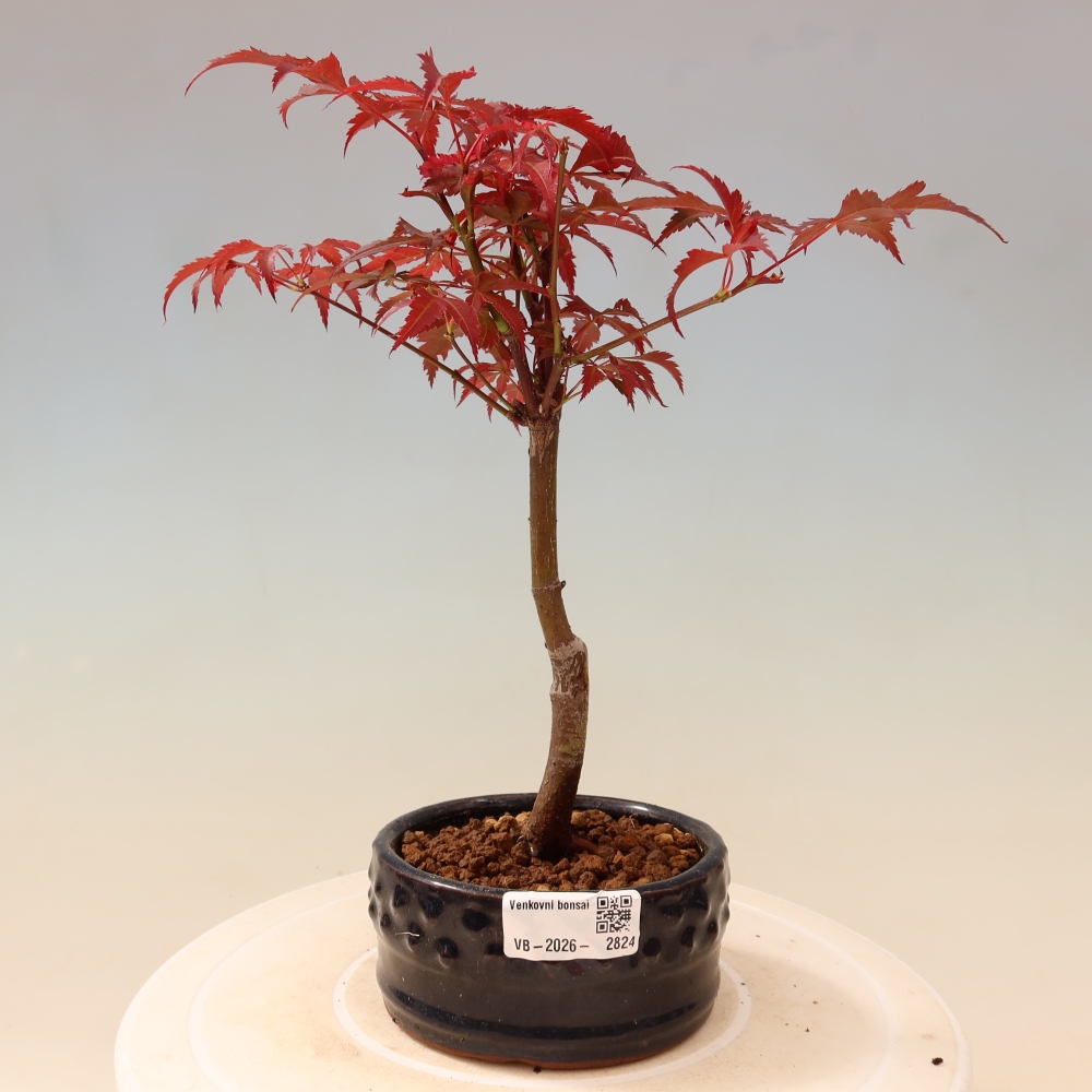Kültéri bonsai - Acer pálma. Atropurpureum-Javor palmate
