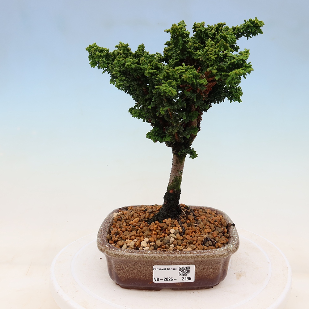Kültéri bonsai - Cham. obtusa SEKKA HINOKI - Cifra ciprus