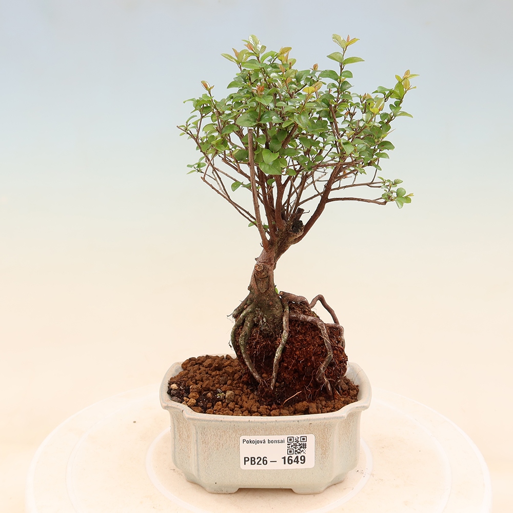 Szobai bonsai - Sageretia thea - Sageretia thea