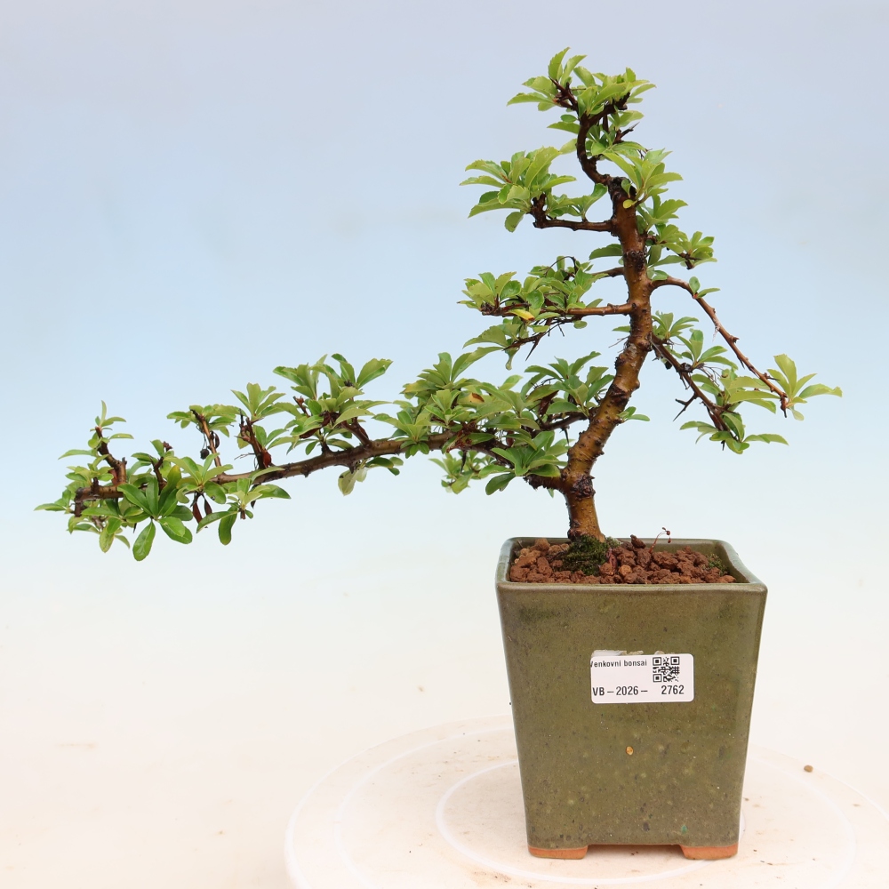 Kültéri bonsai – Pyracantha teton – Vörös tűzcserje
