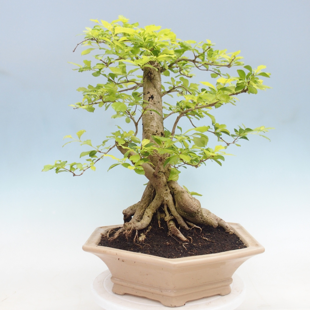 Szobai bonsai - Duranta erecta Aurea - CSAK SZEMÉLYES Begyűjtés vagy raklapos szállítás
