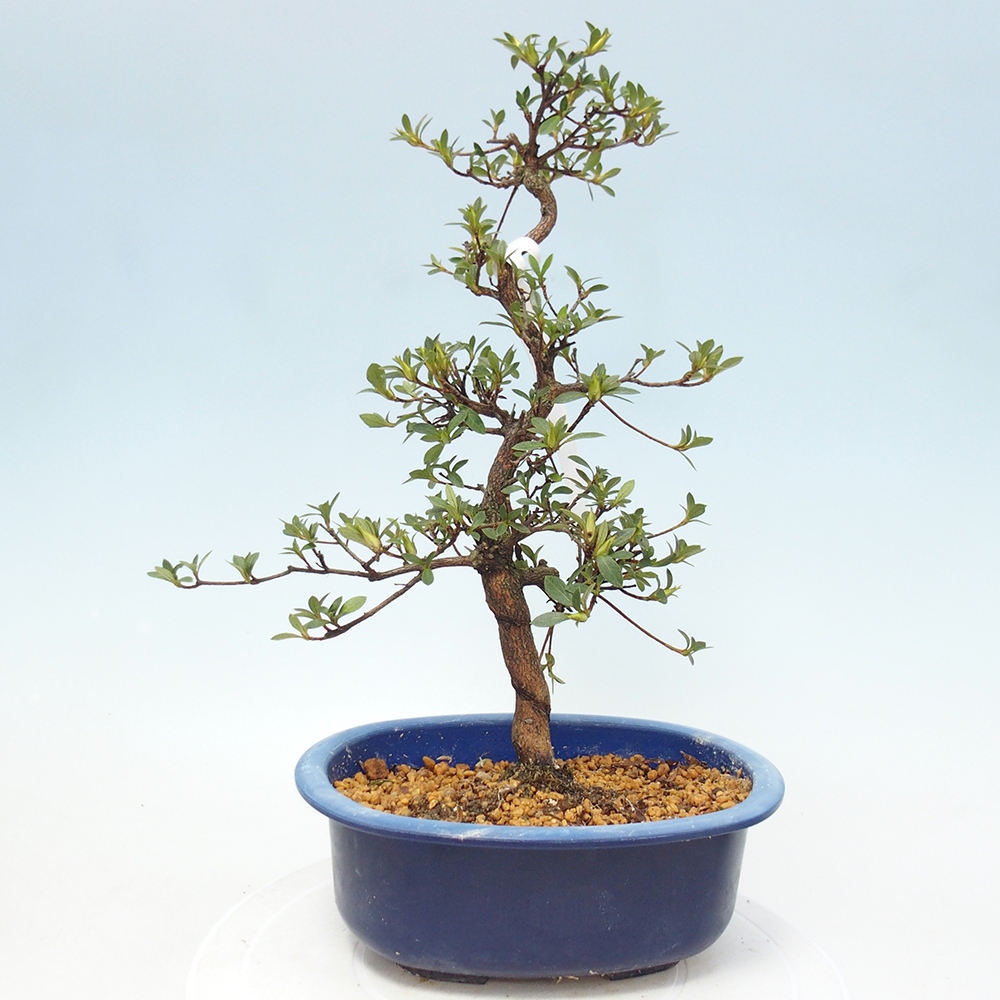 Kültéri bonsai - Japán azálea - Azálea kéz