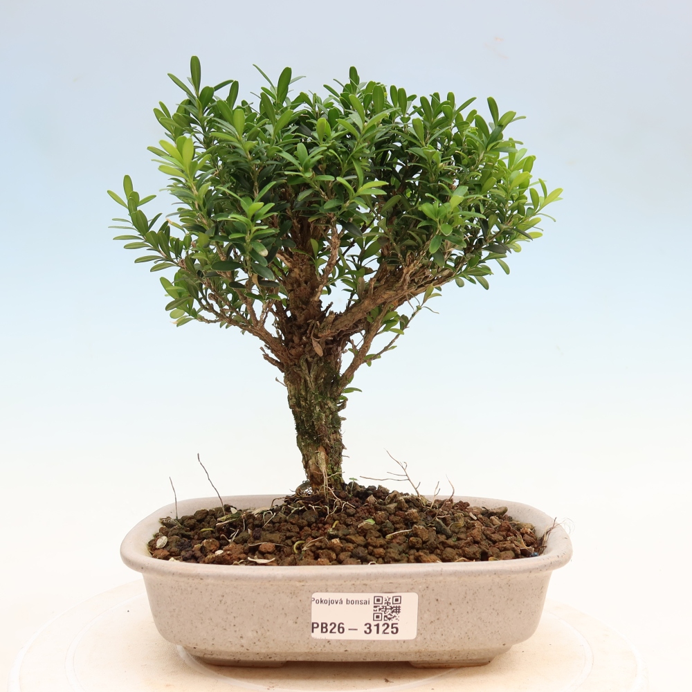 Szobai bonsai - Buxus harlandii - parafa buxus