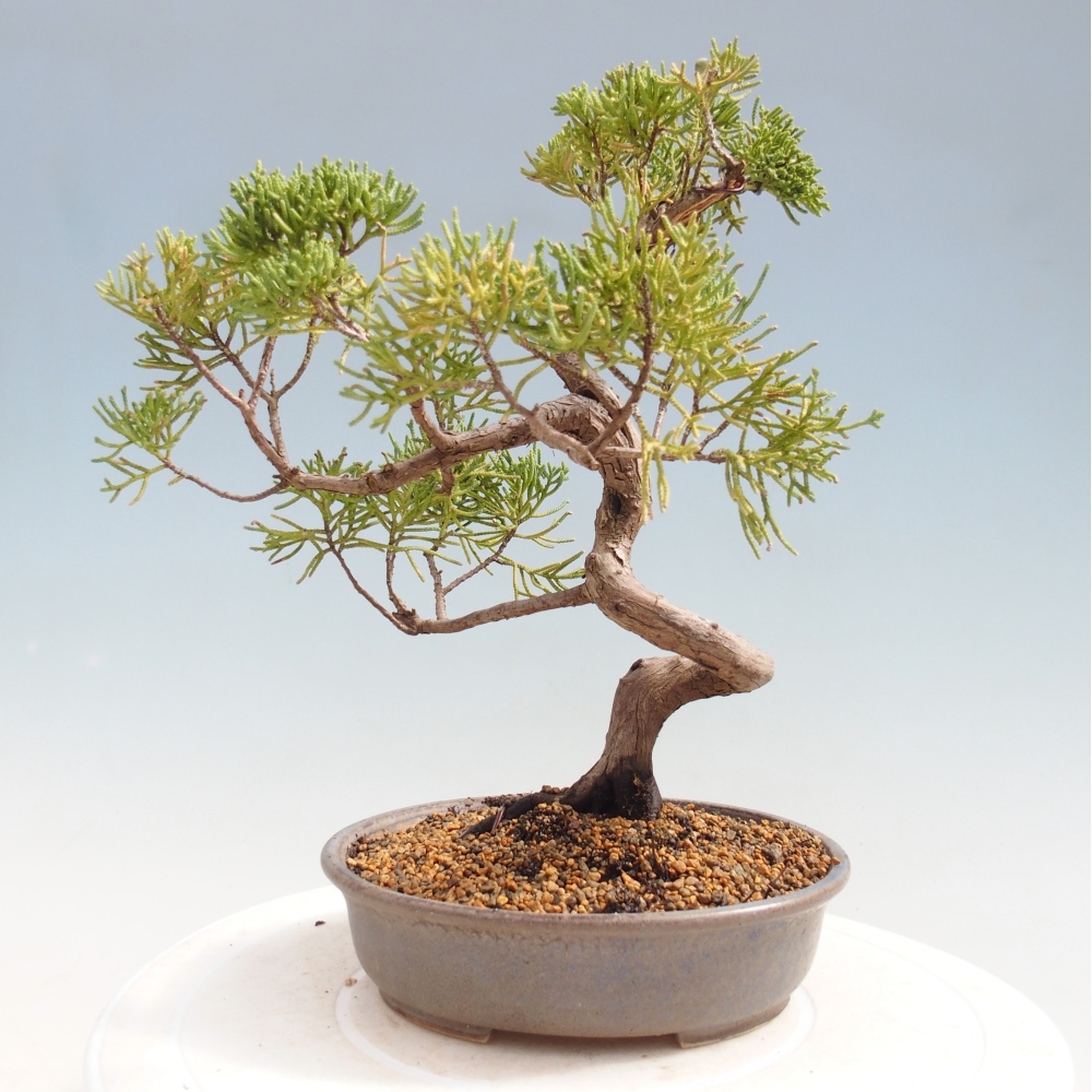Kültéri bonsai - Juniperus chinensis Kishu