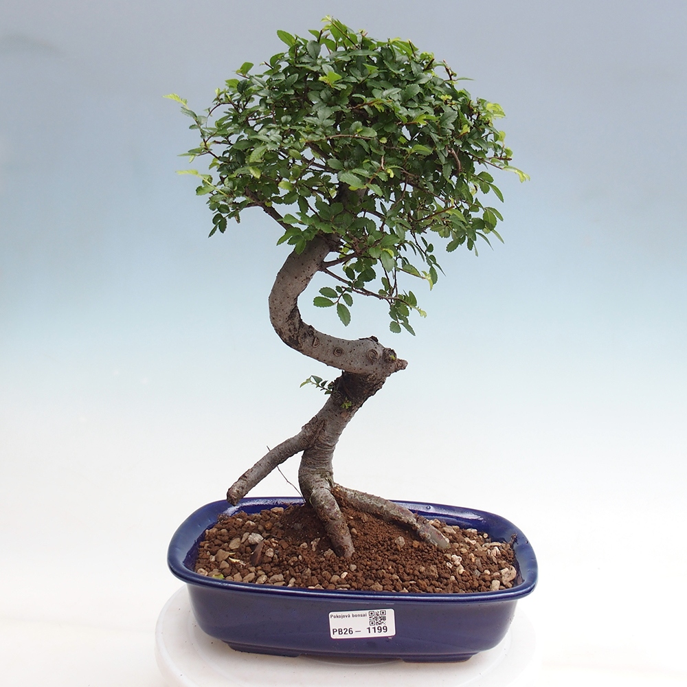 Szobai bonsai - Ulmus parvifolia - Kislevelű szilfa