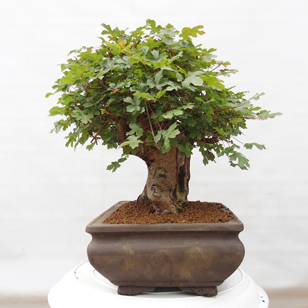 Kültéri bonsai - Francia juhar - Acer Nonspessulanum