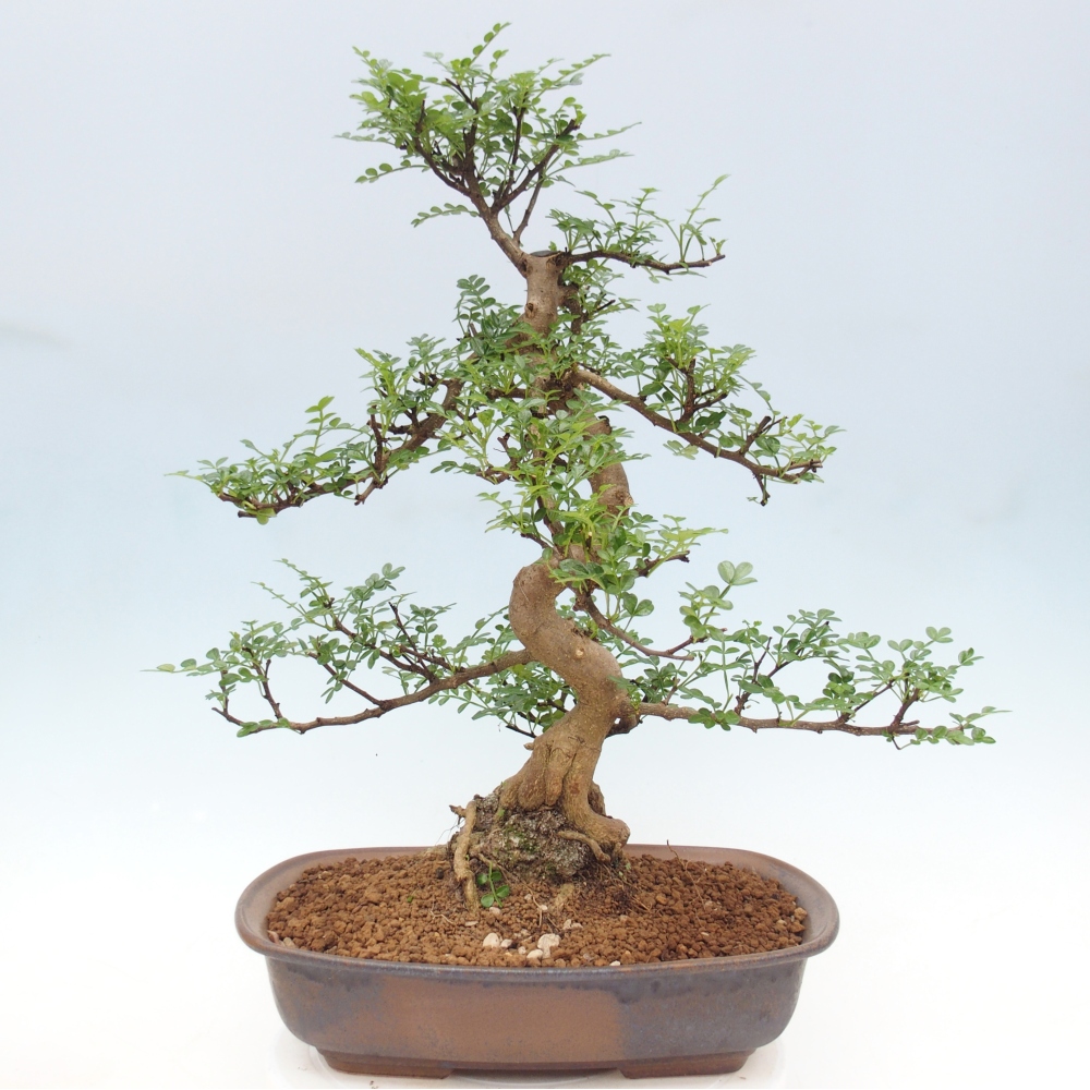 Szobai bonsai - Zantoxylum piperitum - borsfa
