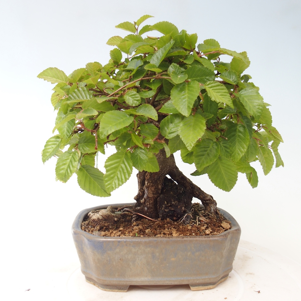 Kültéri bonsai -Carpinus CARPINOIDES - Koreai gyertyánfa