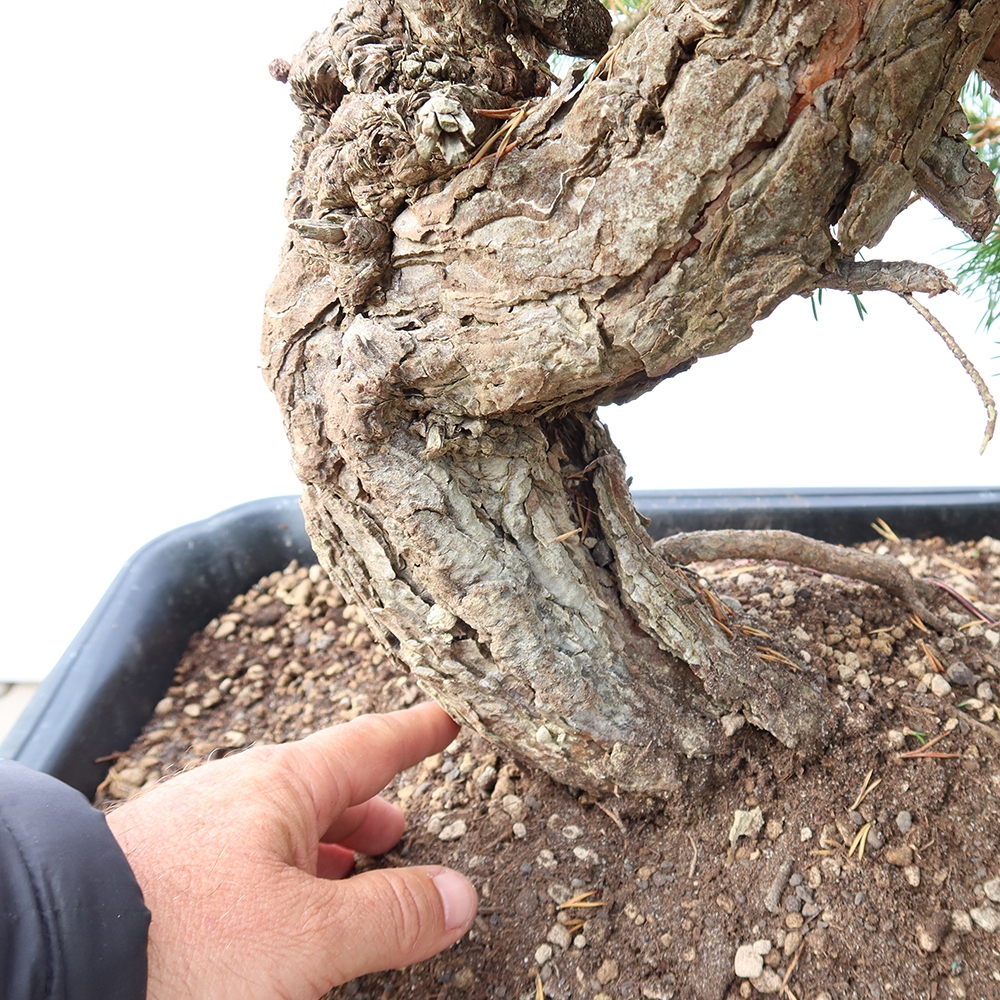 Pinus sylvestris Spanyolország – erdei fenyő
