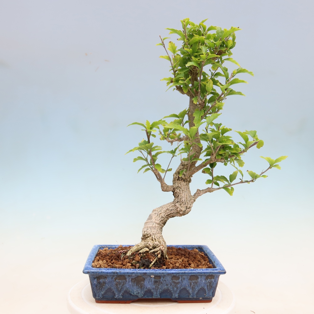 Kültéri bonsai – Hibiscus syriacus – szíriai ibiskusz