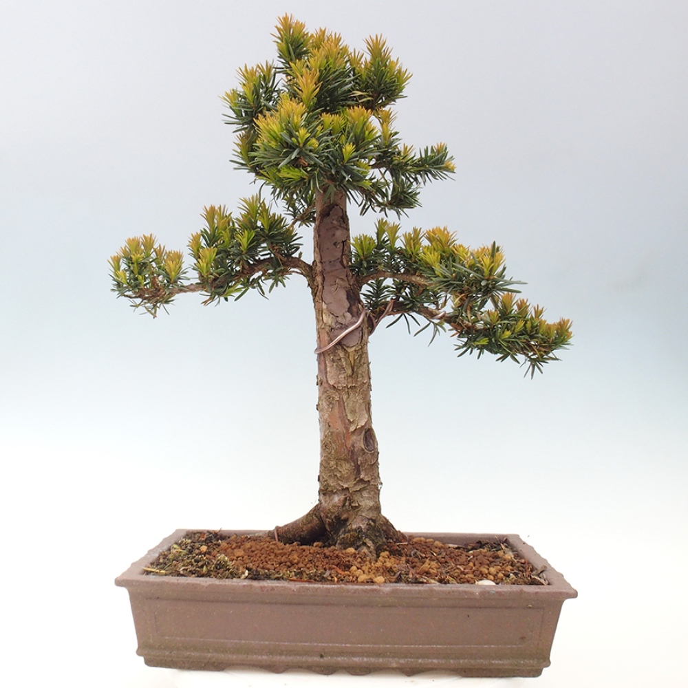 Kültéri bonsai - Taxus cuspidata - japán tiszafa