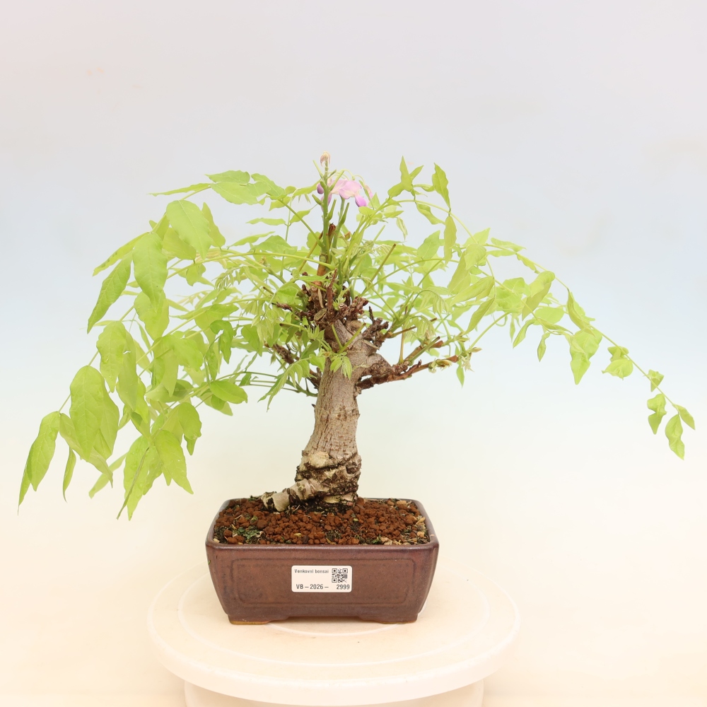 Kültéri bonsai - Wisteria floribunda