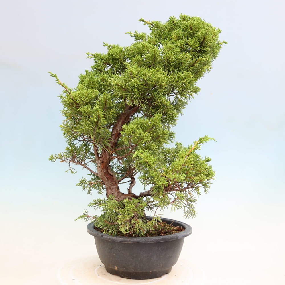 Kültéri bonsai - Juniperus chinensis Itoigawa-Juniperus chinensis
