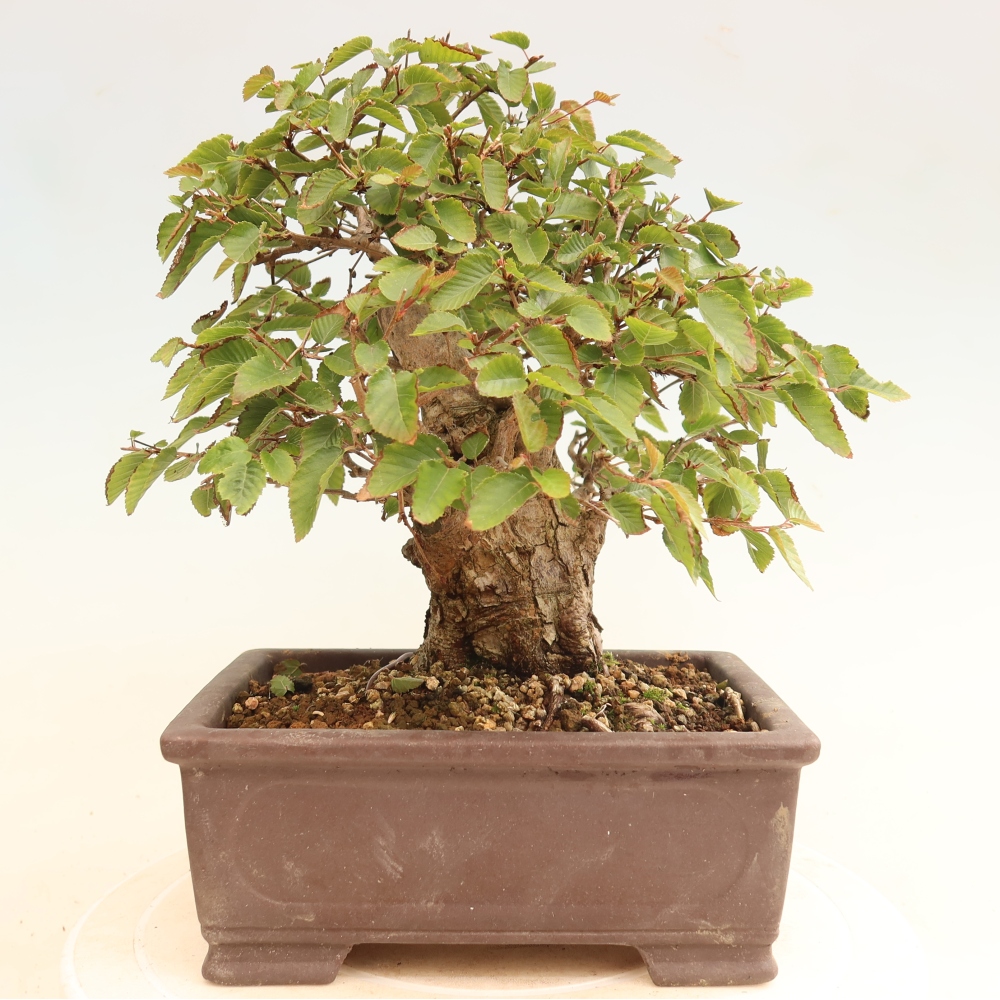 Kültéri bonsai -Carpinus CARPINOIDES - Koreai gyertyánfa